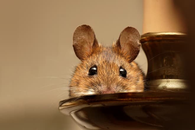 how-to-keep-mice-out-of-kitchen-drawers