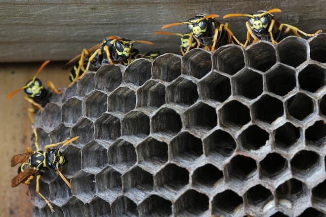 Wasp nests are a dangerous threat on your property