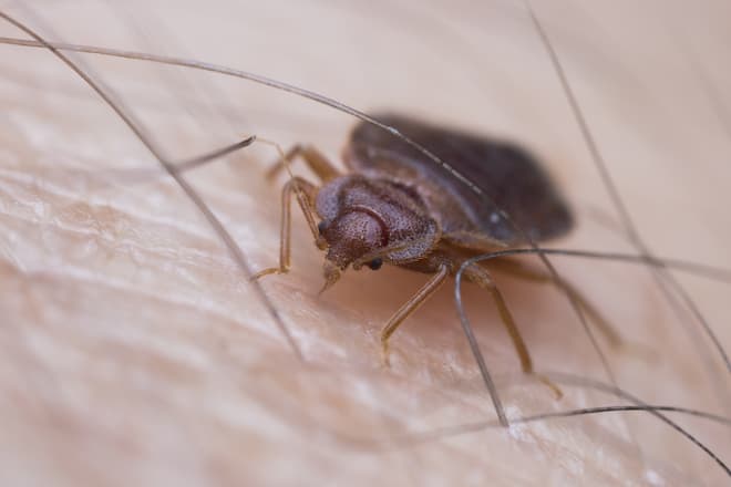 how-to-spot-fleas-in-bed-and-the-difference-between-bed-bugs-and-fleas