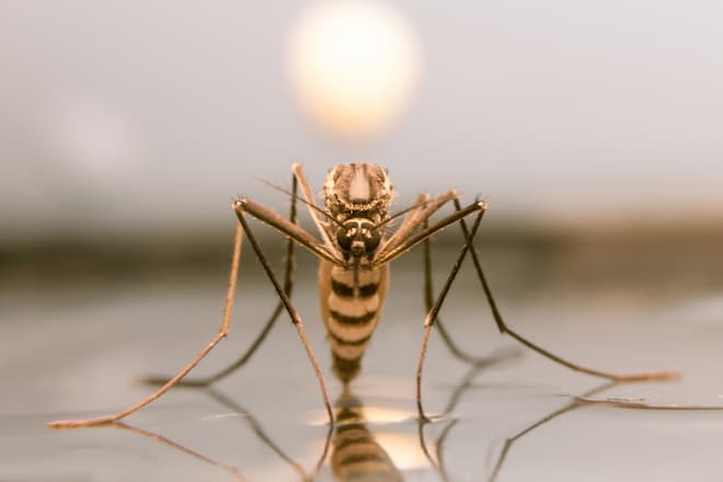 how-to-use-lemon-grass-to-repel-mosquitoes