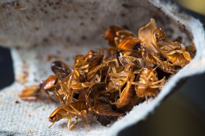 how-to-identify-different-types-of-cockroaches