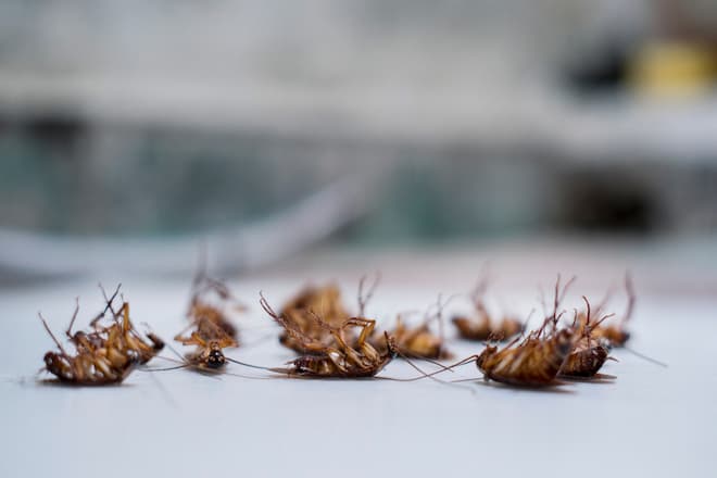 what-are-the-signs-of-cockroach-infestation-in-peterborough