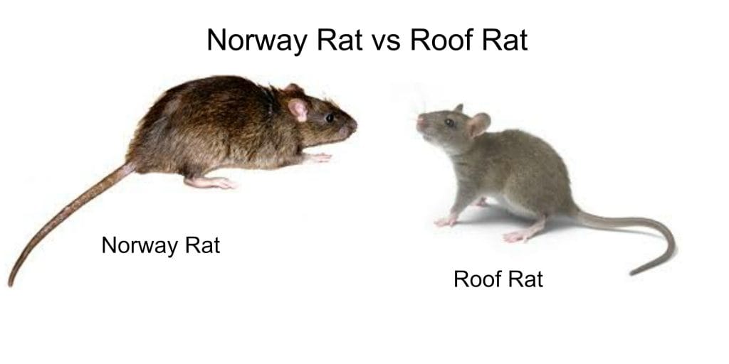 Roof Rat vs Norway Rat