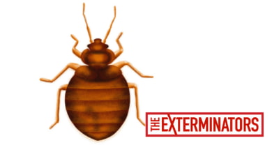 bed bug control the exterminators