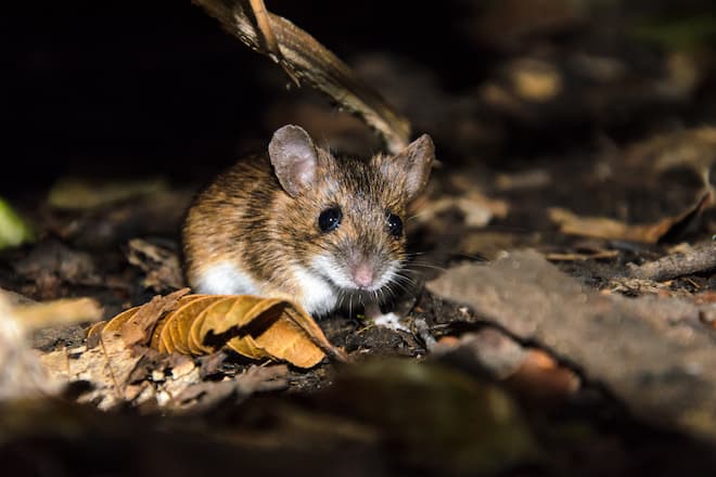 Can mice live under fridge