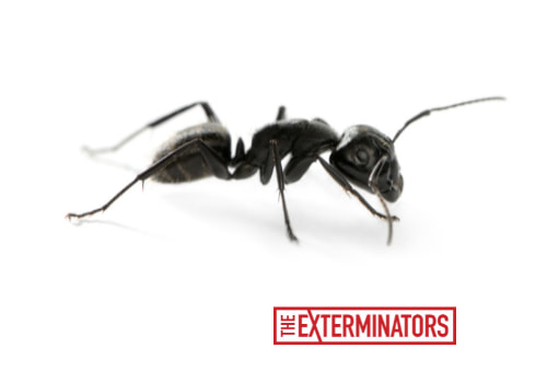 carpenter ant exterminator