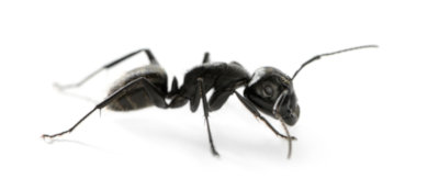 carpenter ant removal peterborough