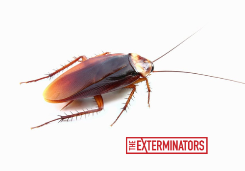 cockroach exterminator peterborough