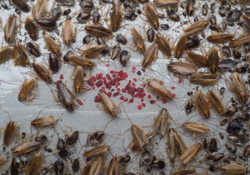 cockroach infestation peterborough