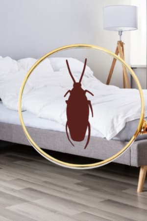 cockroach myths and facts