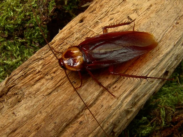 cockroach poop vs eggs