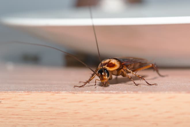 do-cockroaches-spread-eggs-when-squashed