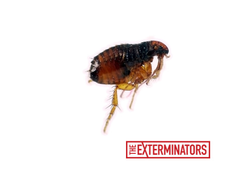 flea control peterborough