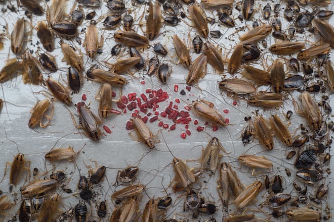 home-remedy-for-cockroaches-in-cabinet