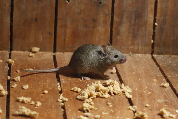 how-do-mice-get-into-apartments