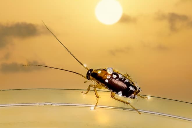 how-long-does-it-take-cockroach-eggs-to-hatch