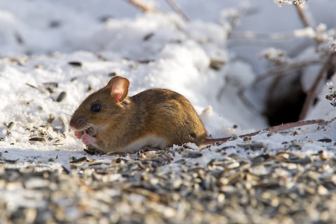 how-to-clean-a-couch-after-mice