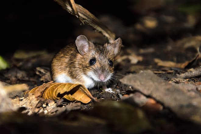 how-to-know-if-you-have-mice-in-your-house