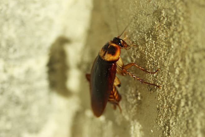 how-to-prepare-for-professional-cockroach-extermination