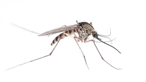 mosquitos control peterborough