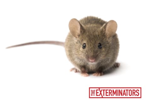 mouse exterminator peterborough