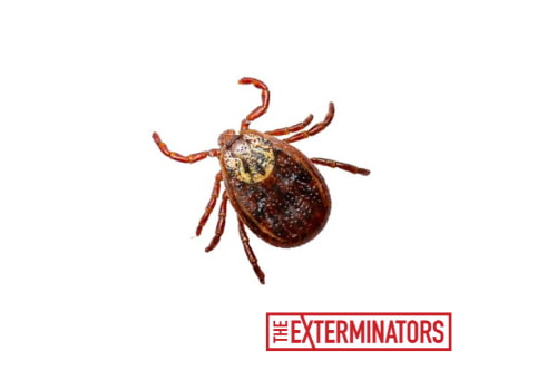 tick removal peterborough