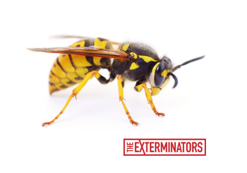 wasp removal