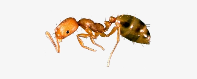 How-to-Get-Rid-of-Pharaoh-Ants-in-the-House