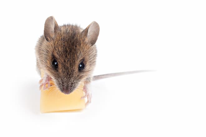 do-baby-mice-carry-hantavirus