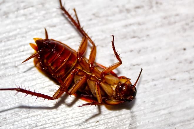 how-long-does-it-take-cockroaches-to-hatch