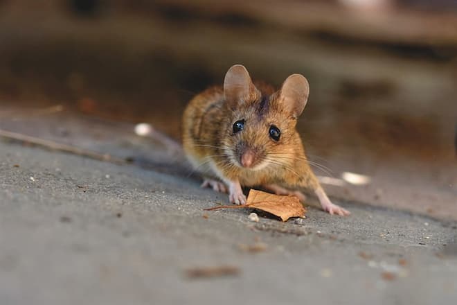 found-baby-mouse-in-basement