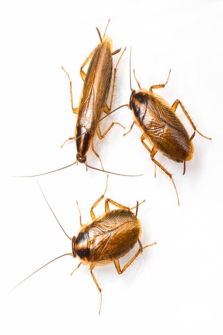 how do i know if I have a cockroach problem