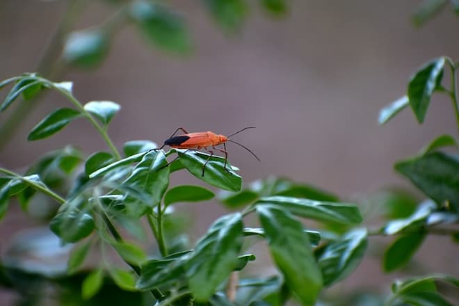 are boxelder bugs harmful to my garden