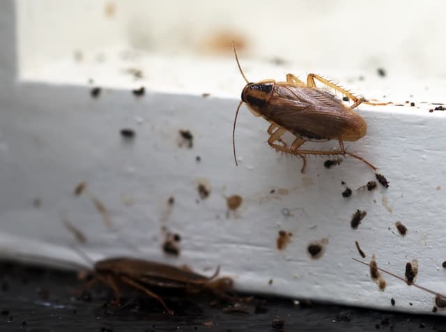 do cockroaches die after laying eggs