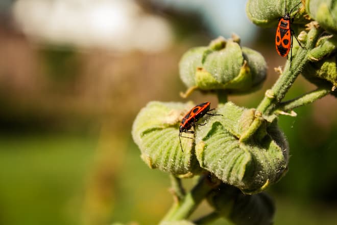 what happens when boxelder bugs are In my yard