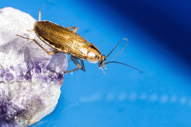 how long does it take a cockroach egg to hatch