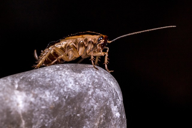 how long does it take a cockroach egg to hatch