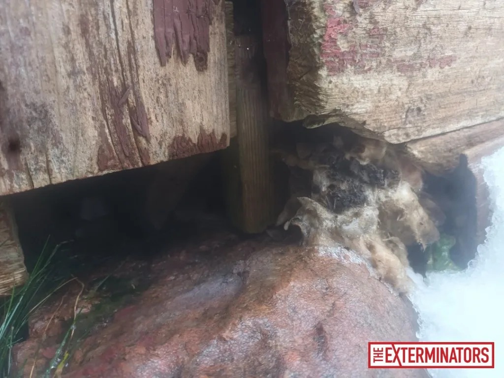 peterborough foundation nest material inspection 01 peterborough foundation nest material inspection 01